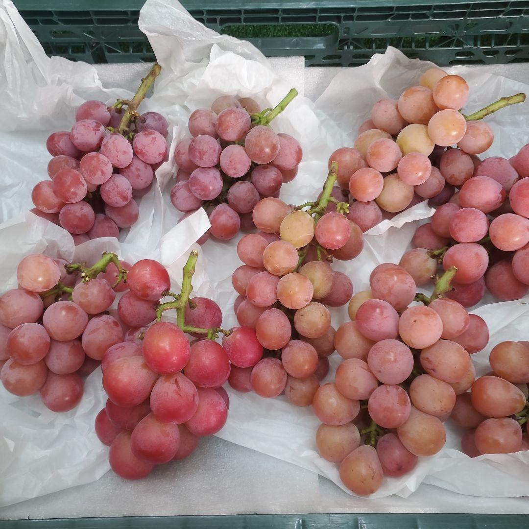 2️⃣ 山梨県産 クイーンニーナ ９房 箱込み4.3キロ