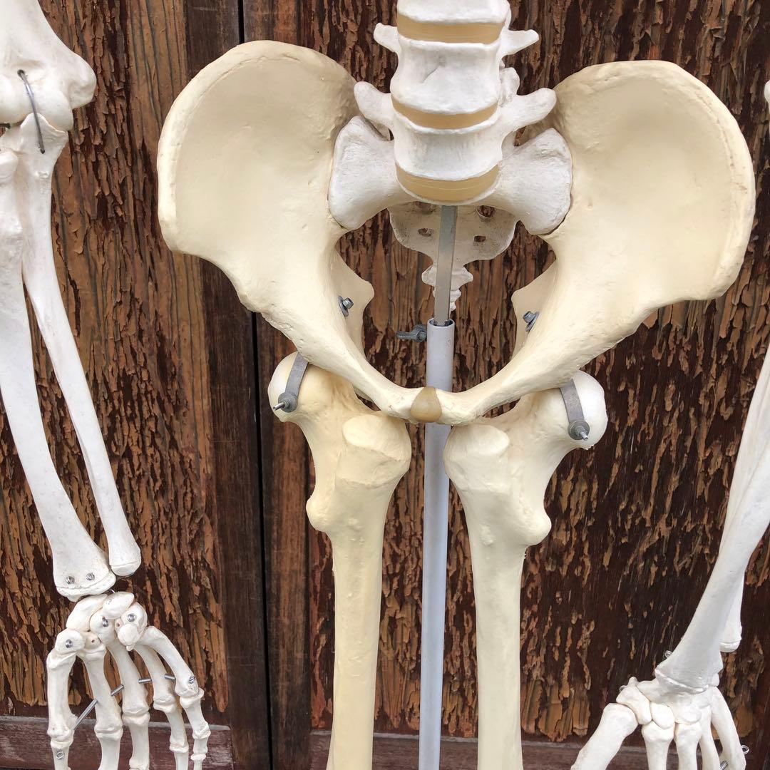 3B 人体模型 等身大 ドイツ 3B Scientific社 全身骨格模型