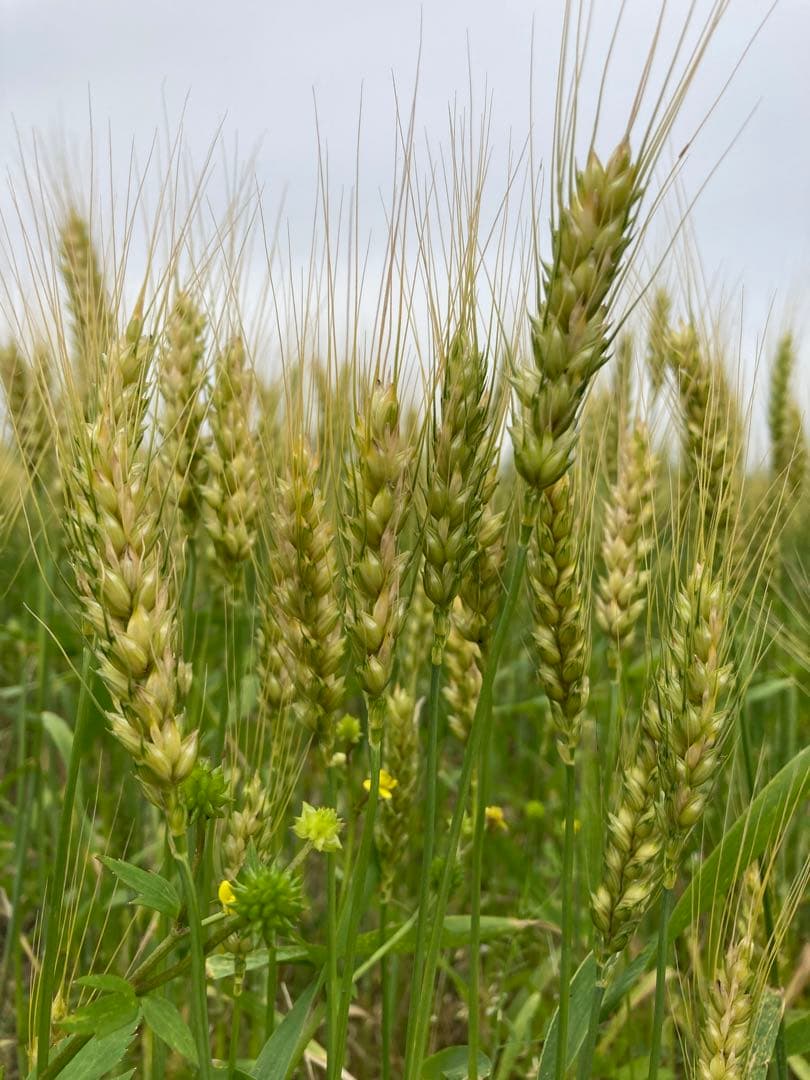 自然栽培小麦で作った挽きたて小麦粉 2kg シロガネコムギ