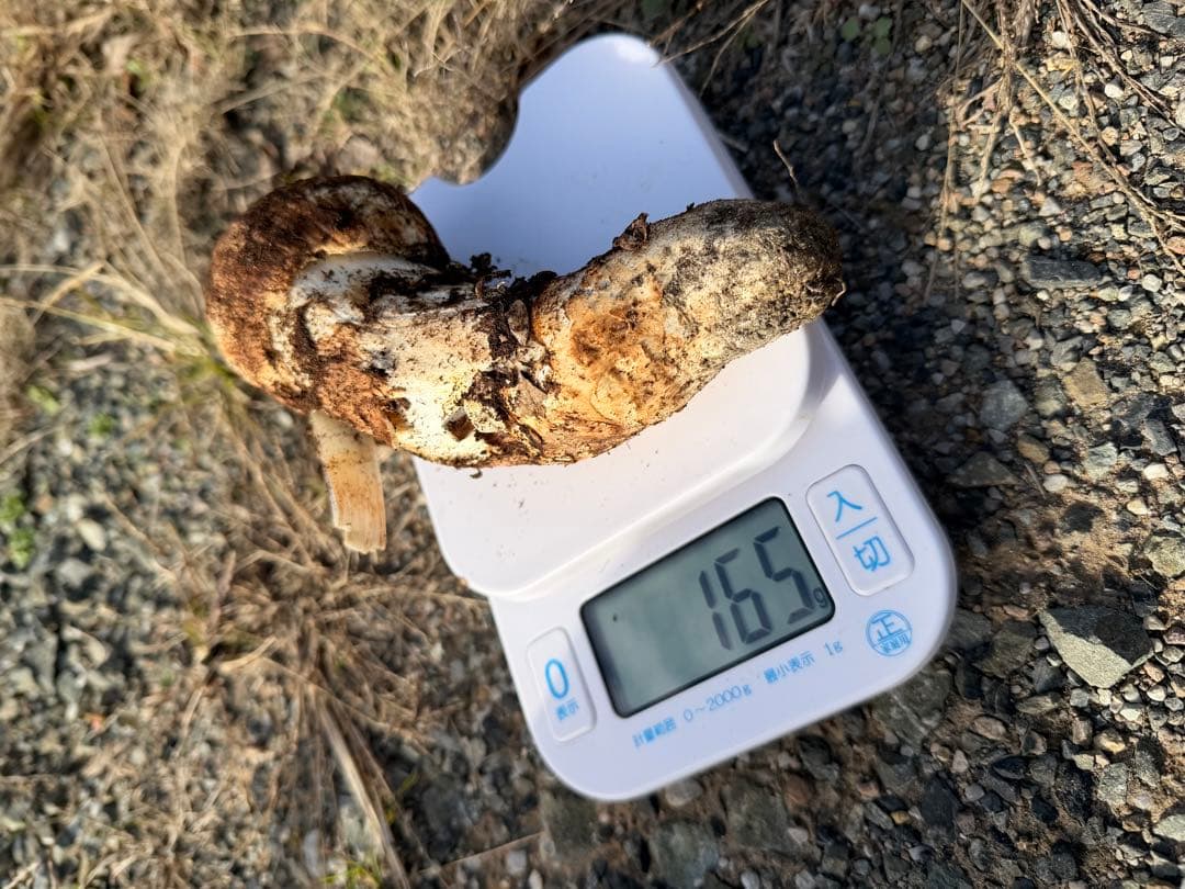 岡山県北産松茸11/8採れ