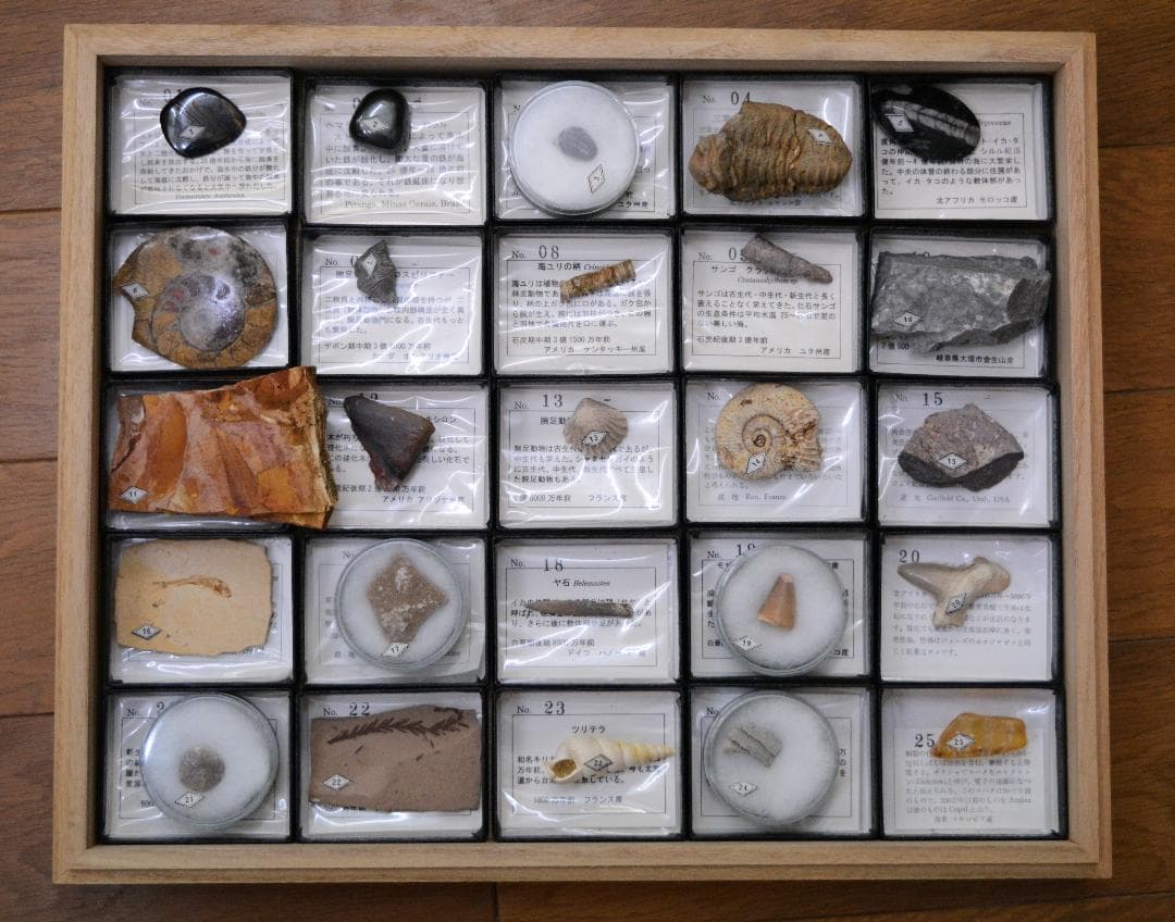 化石コレクション 25点