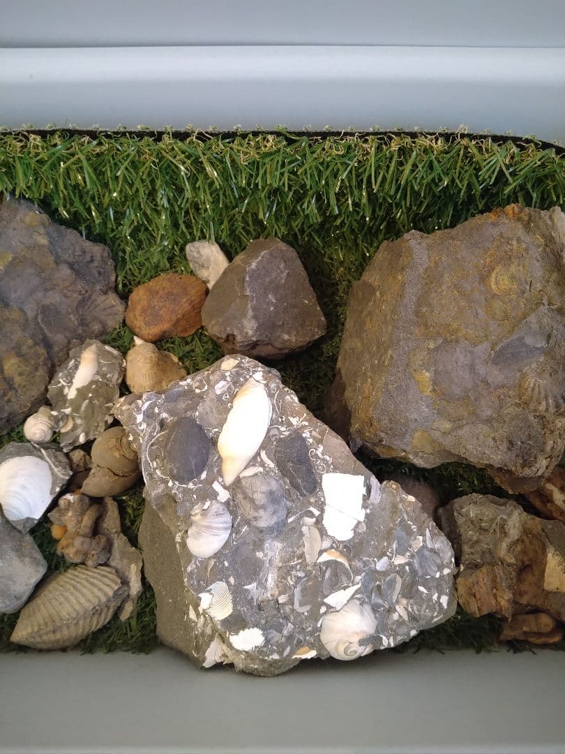 いろんな化石 セット 古代生物 標本 研究 コレクション