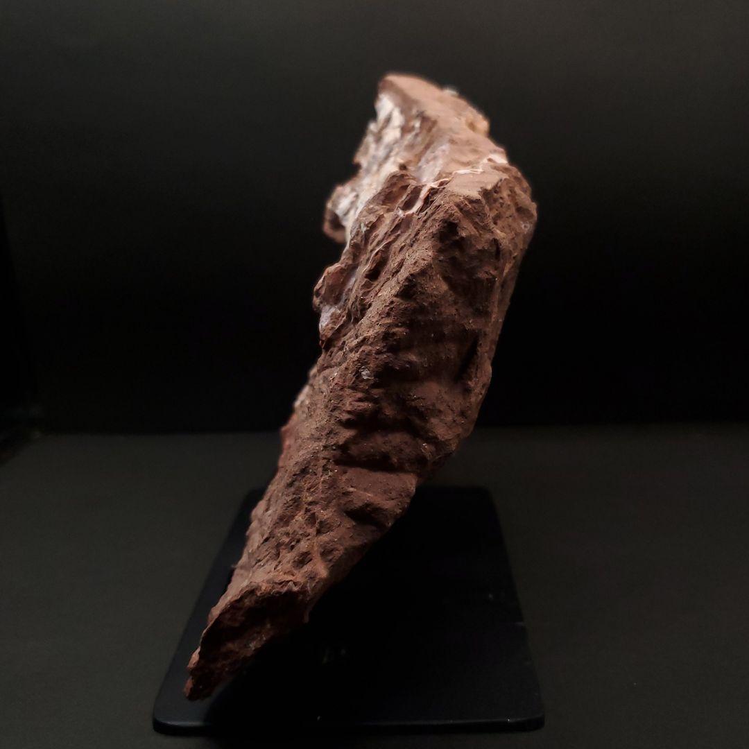 オヴィラプトル類 足 骨 本物 化石 中国産 208.95mm fr155