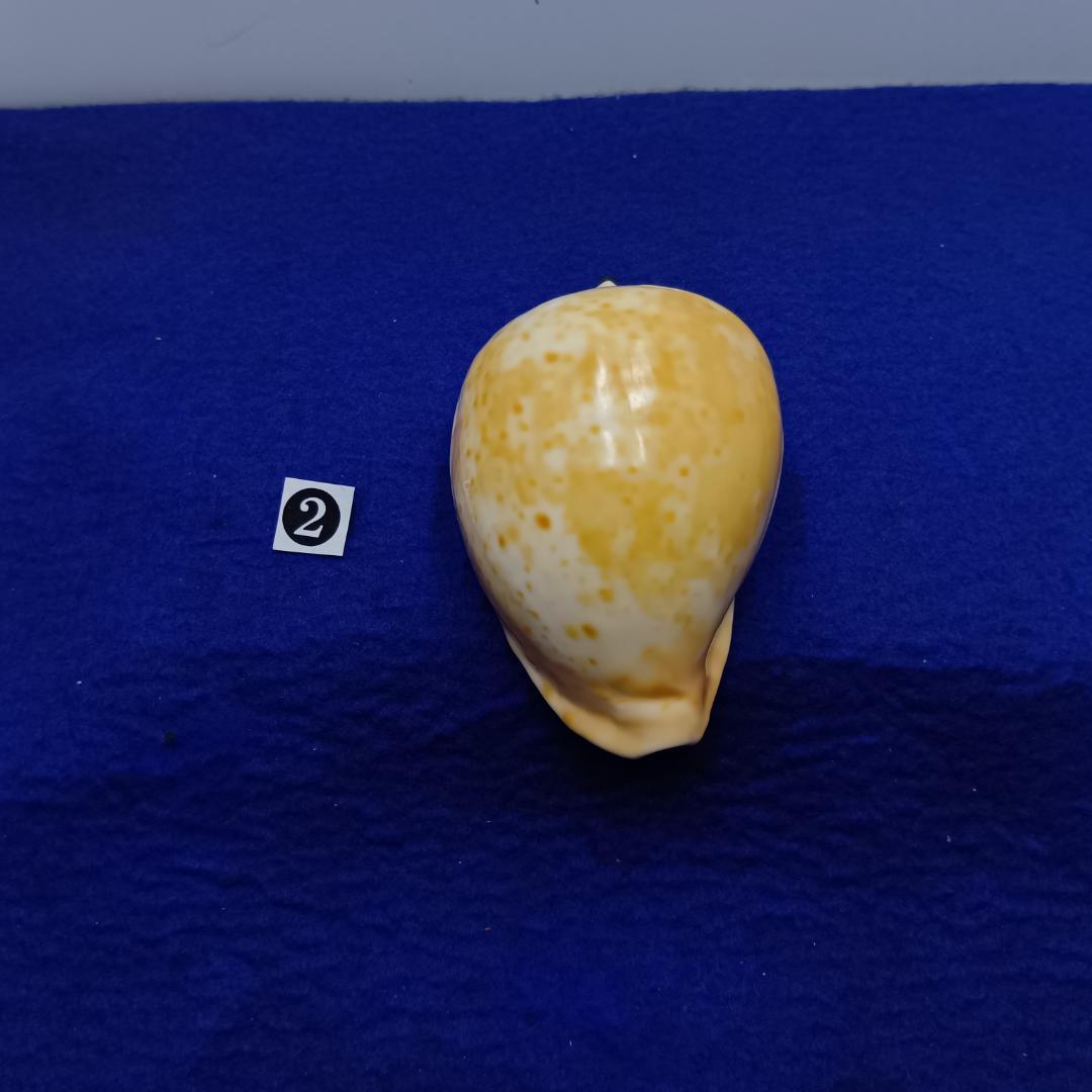 ②-1貝標本ウスアカネダカラ