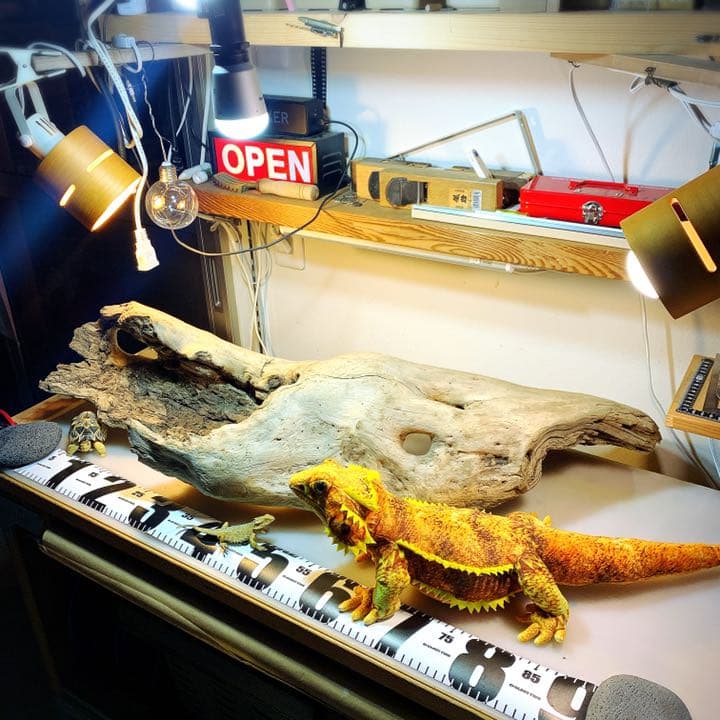 爬虫類等　流木レイアウトご相談ページ