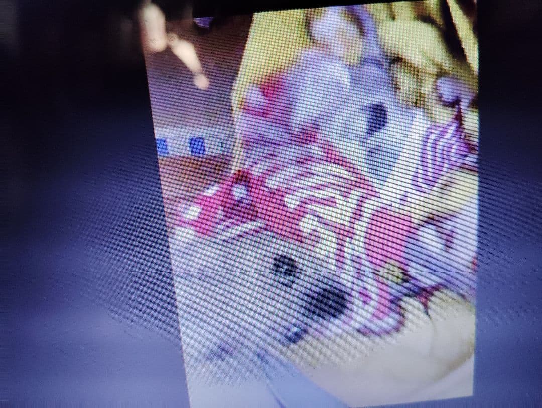 フリル付き白い服のチワワ