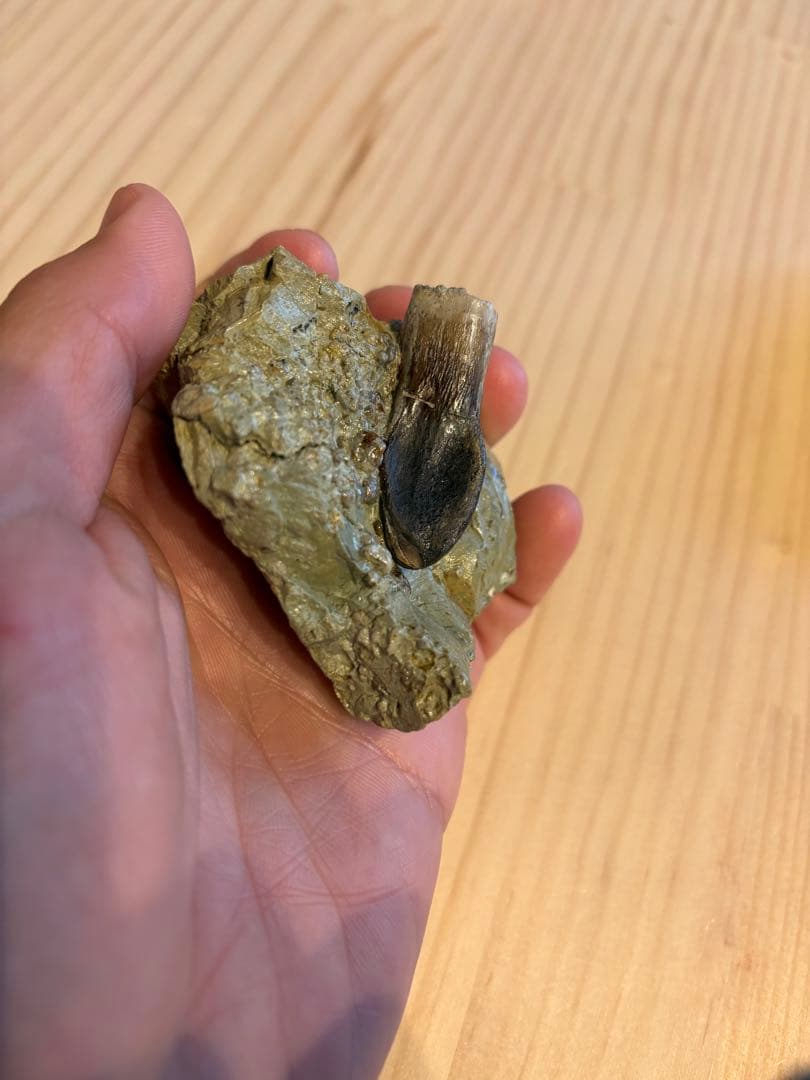 アトラサウルス　歯　化石　恐竜