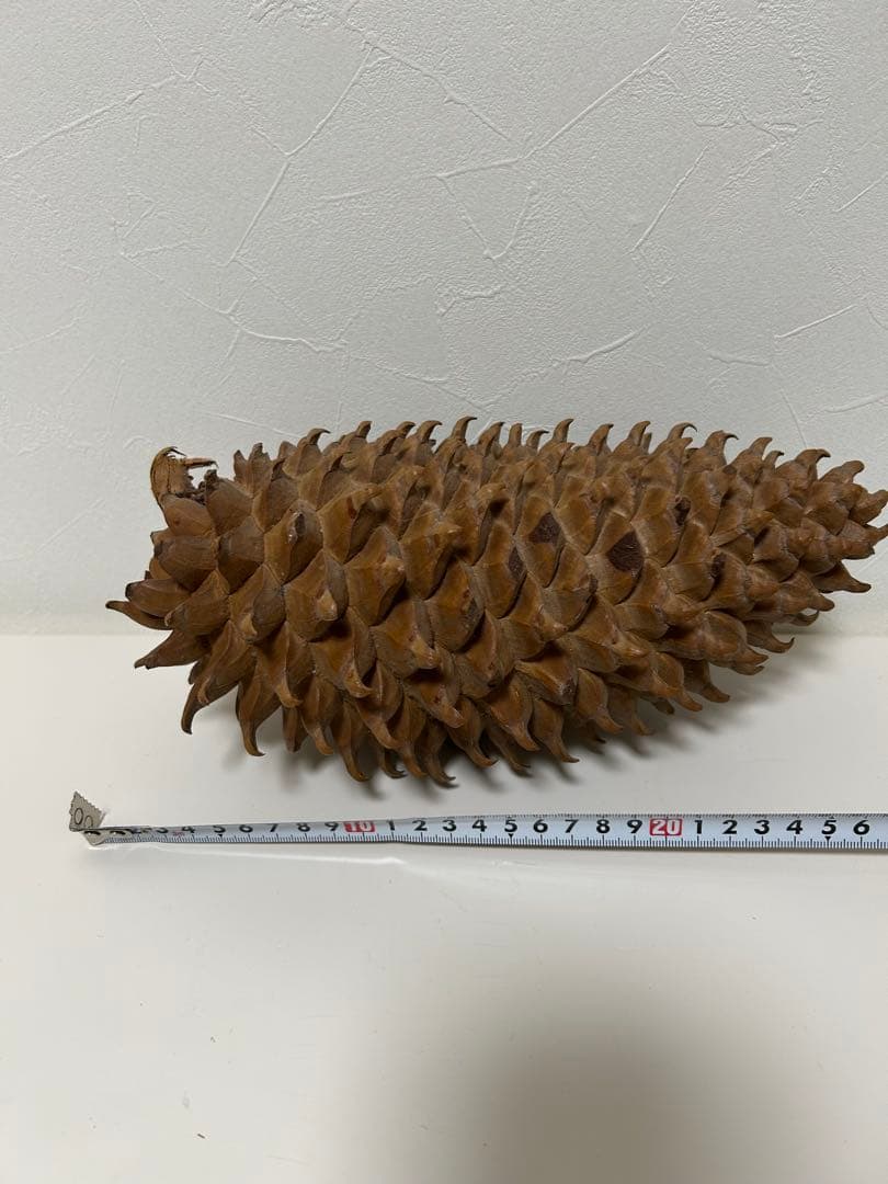 ニュージーランド産　松ぼっくり 約25cm