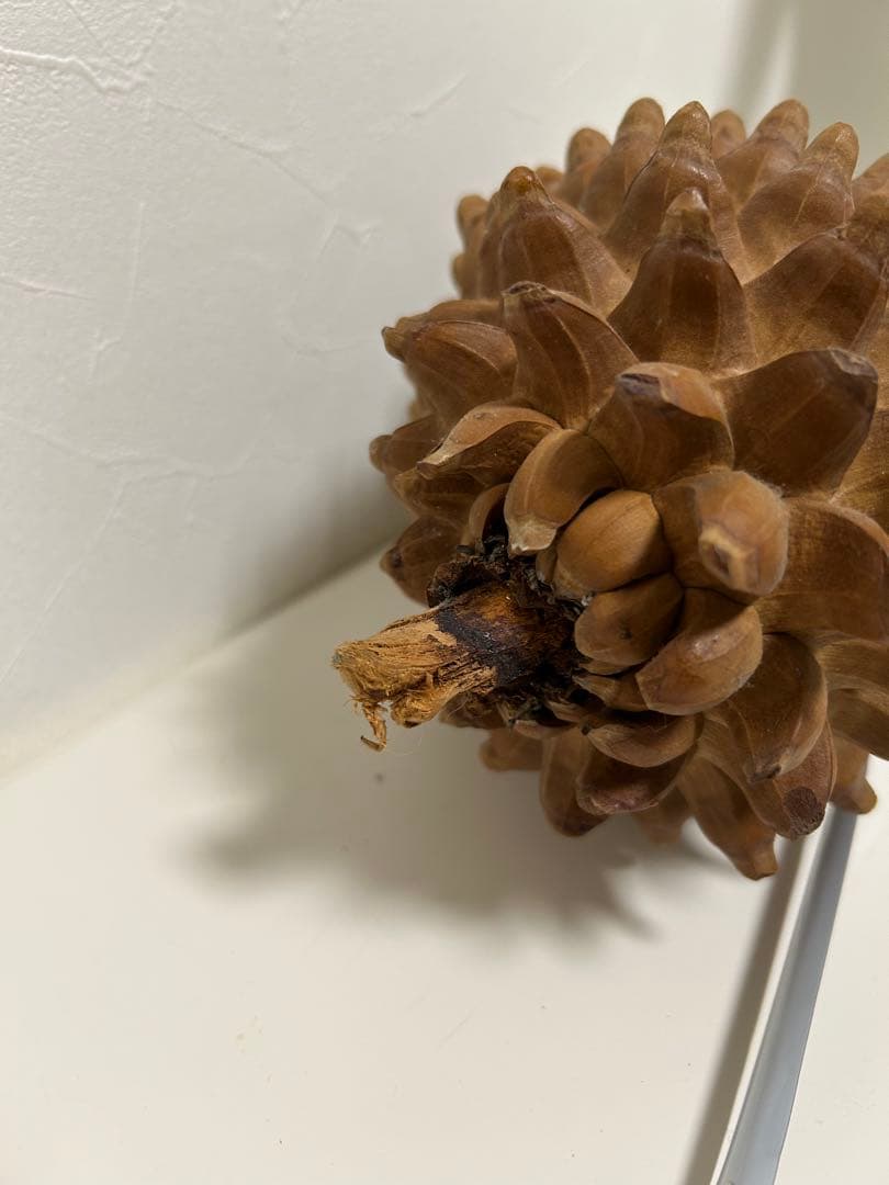 ニュージーランド産　松ぼっくり 約25cm