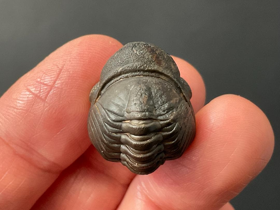 リードプス [PH101] 三葉虫 化石 ファコプス 防御態勢 希少 レア