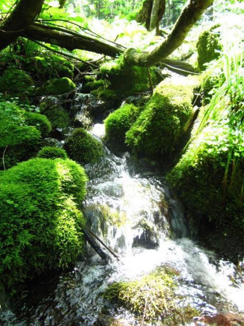 農家直送 秋田県産 令和７年 あきたこまち ２５kg 特別栽培米【白希】秋田小町