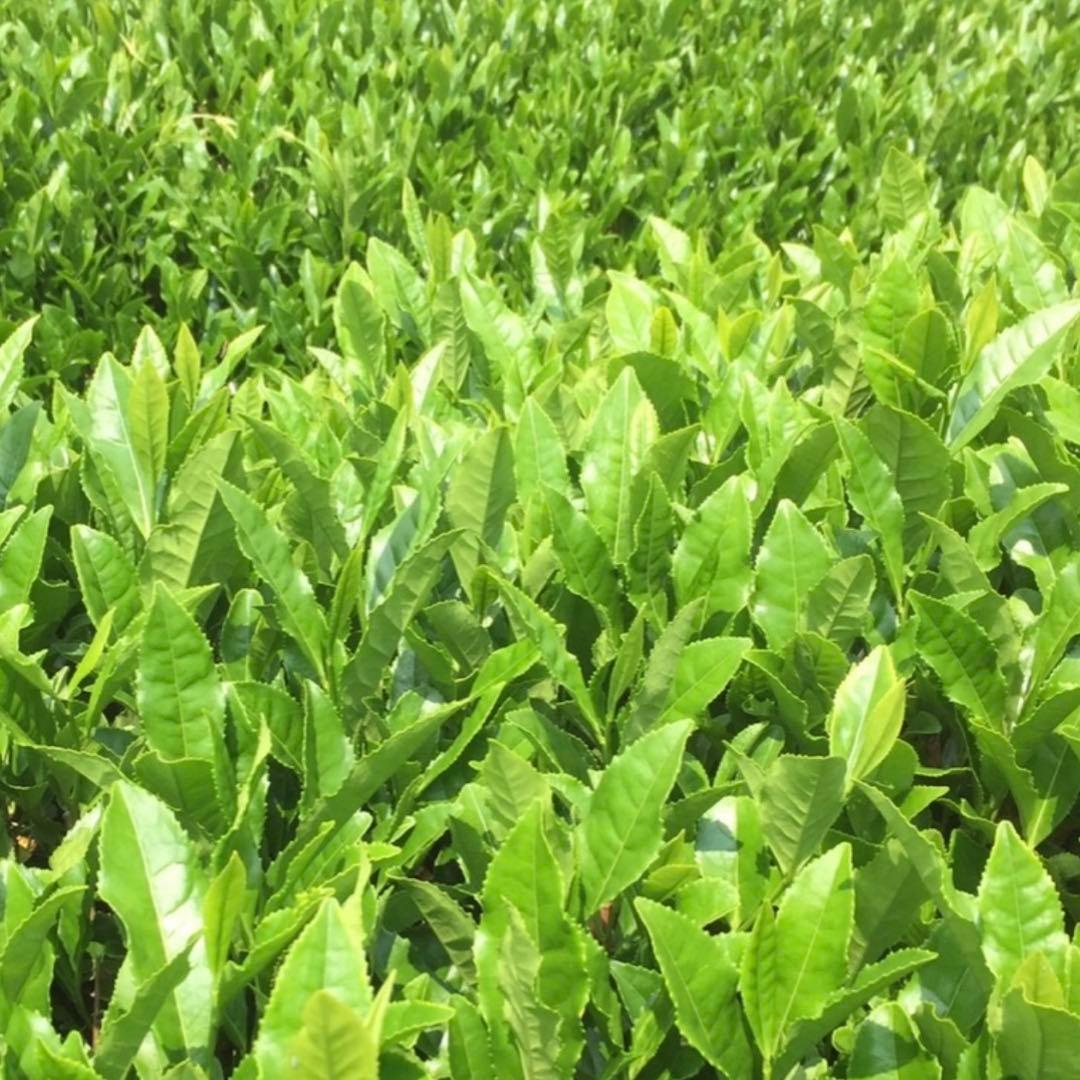 八女茶，緑茶(特上煎茶)1000円10袋　kurimi0531です。