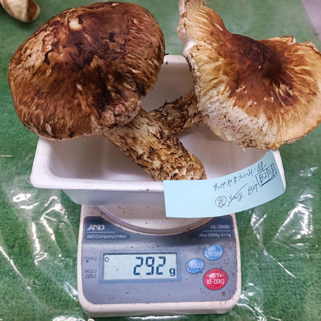 【松茸】あみやまえいみー　B品　292ｇ