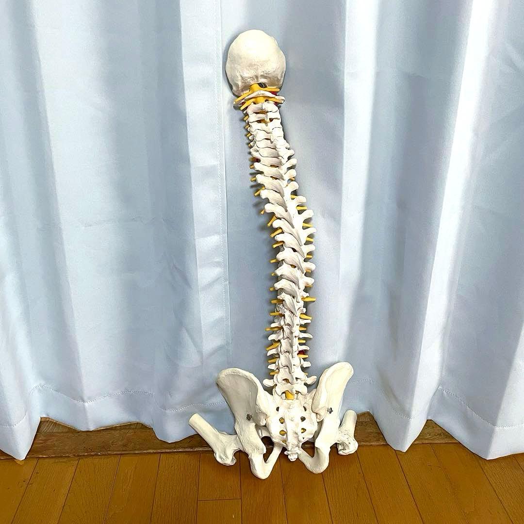 3B 脊柱模型 骨模型 人体模型 背骨 骸骨 骨格標本 オブジェ