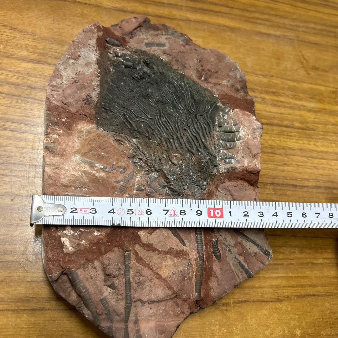 ウミユリ 化石　モロッコ産