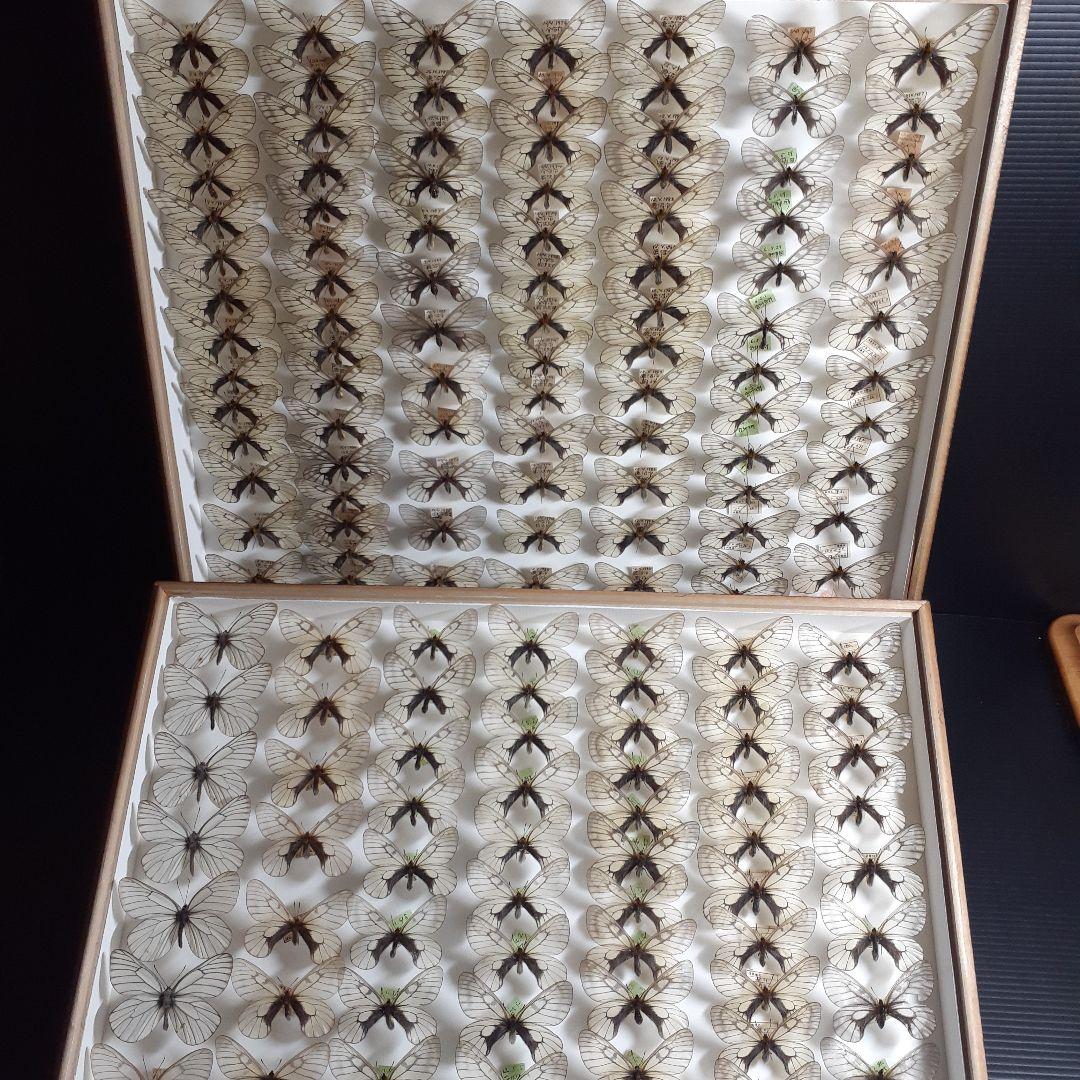 蝶標本　ウスバシロチョウ(ヒメウスバ)、エゾシロチョウ、大型ドイツ標本箱二箱入り