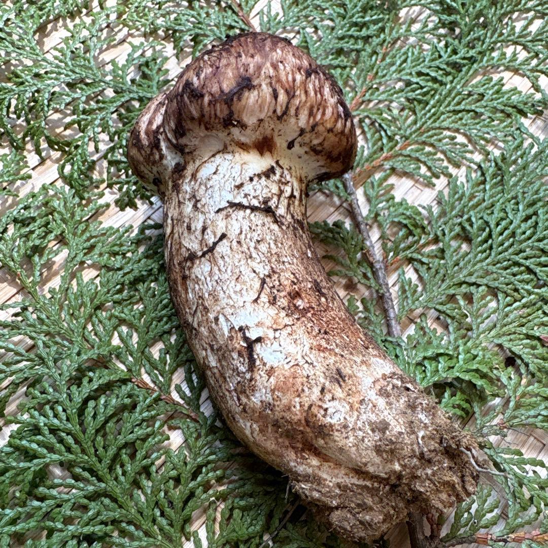 長野県南信州産‼️極上松茸 大1本120g 10/28朝採れ