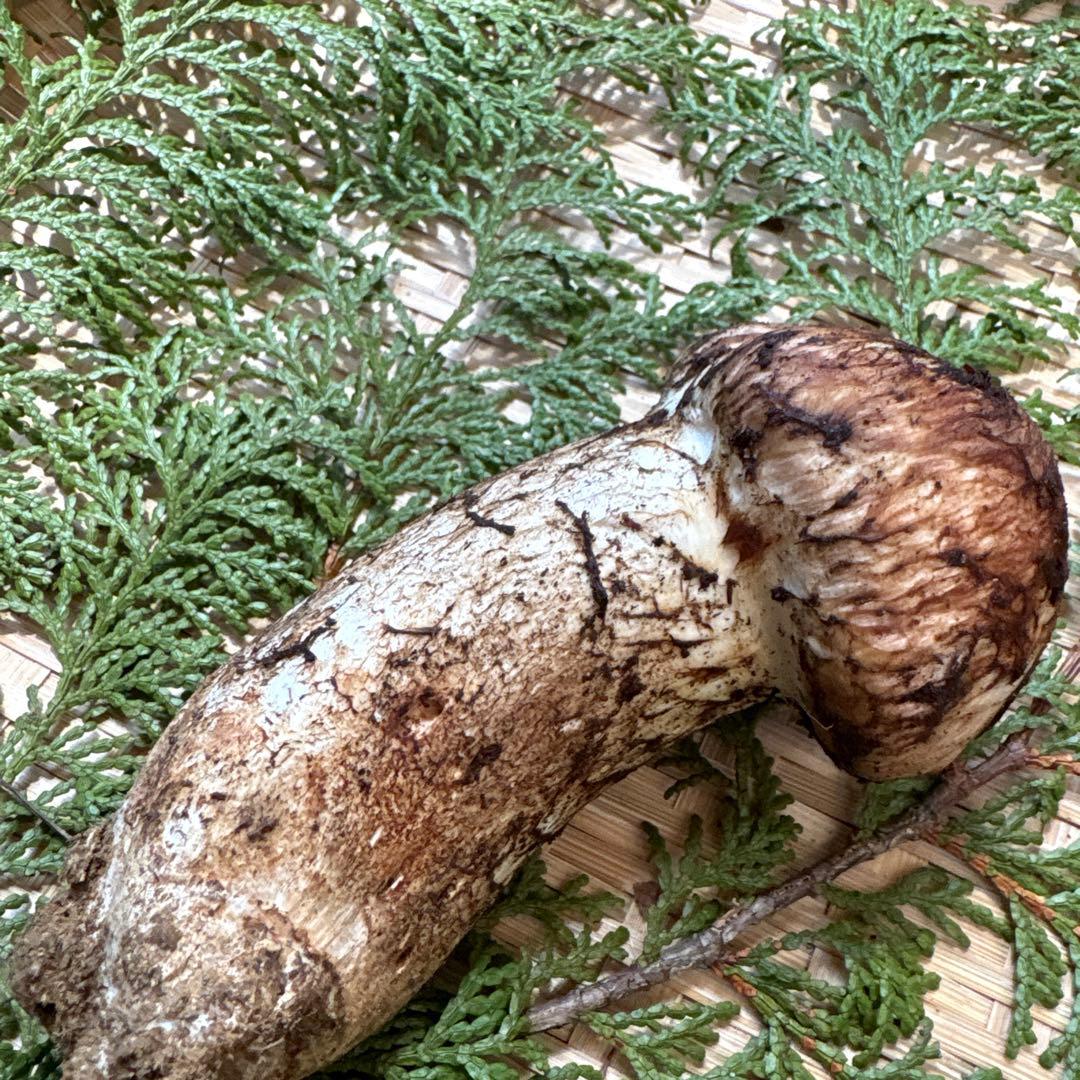 長野県南信州産‼️極上松茸 大1本120g 10/28朝採れ