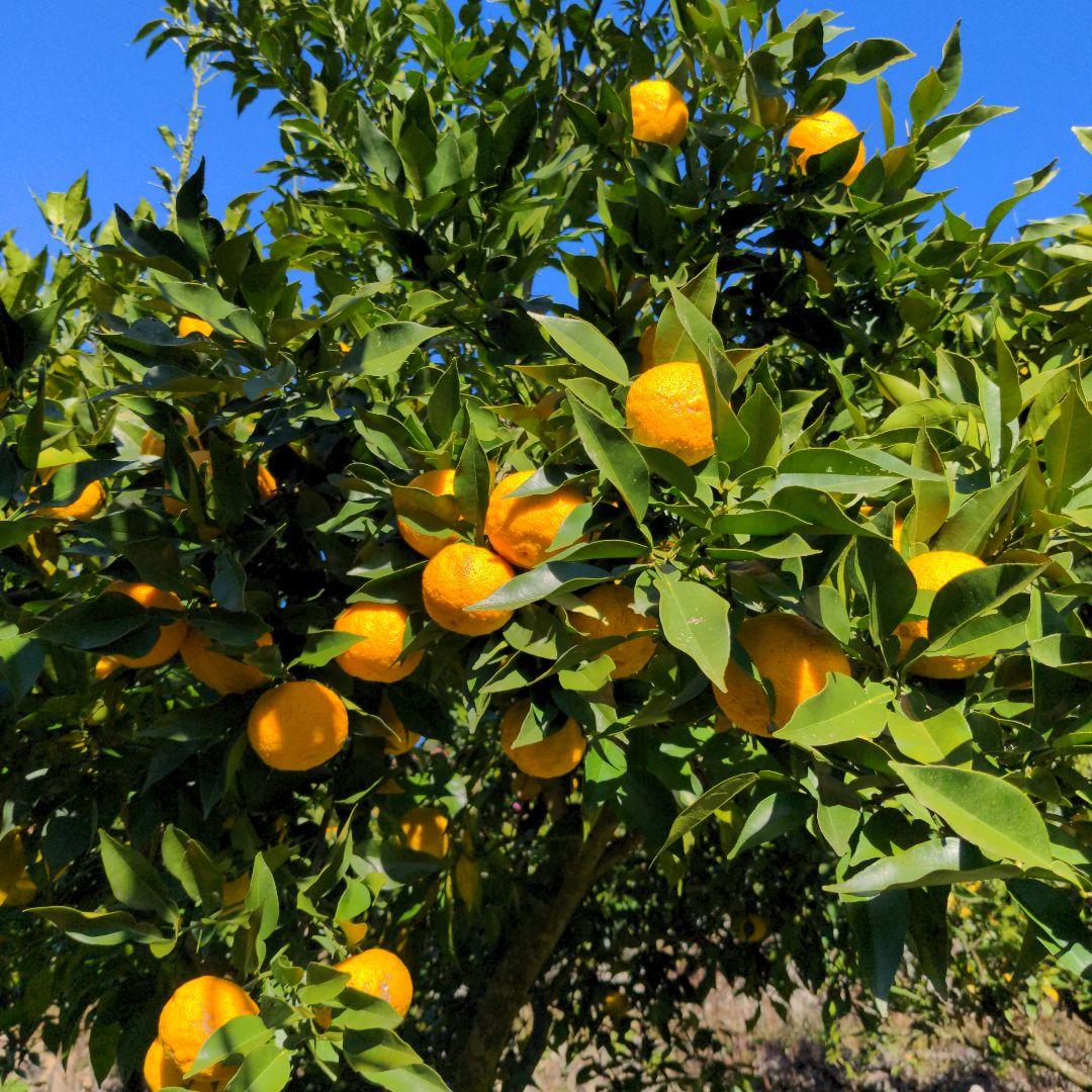 完熟本柚子１５kg（美品）。鍋料理、ポン酢、柚子胡椒、柚子茶、ジャム、酒、焼酎
