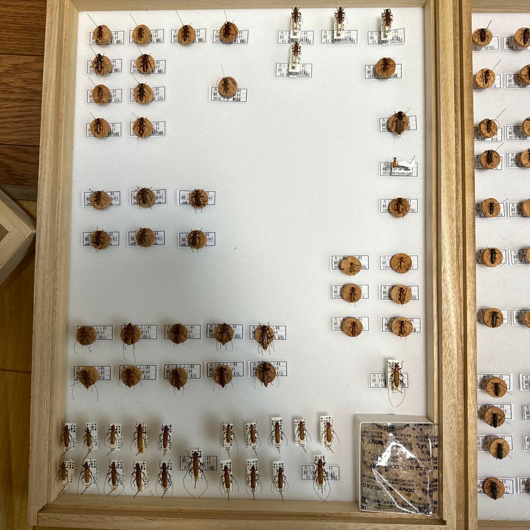 カミキリムシ　標本