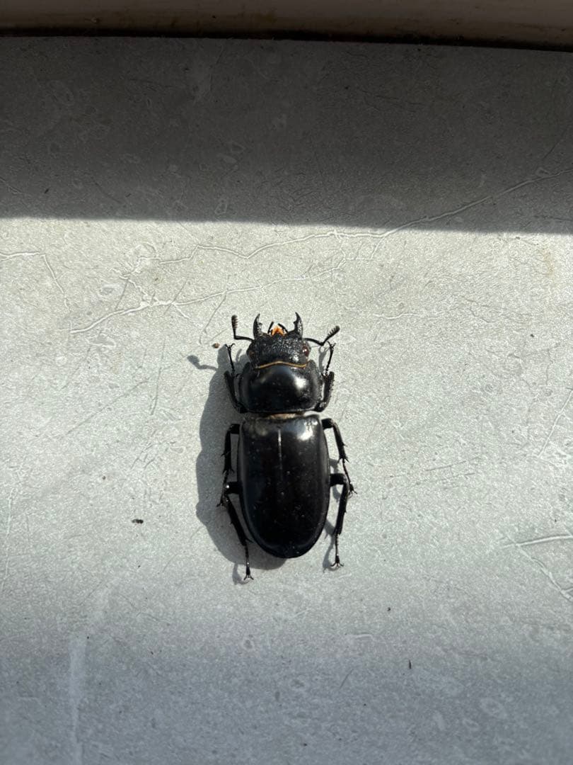 【超大型】 マンディブラリスフタマタクワガタ　標本　オス　メス