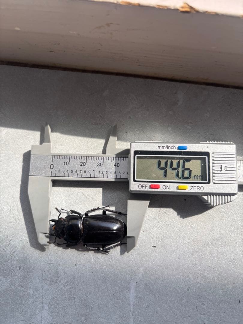 【超大型】 マンディブラリスフタマタクワガタ　標本　オス　メス