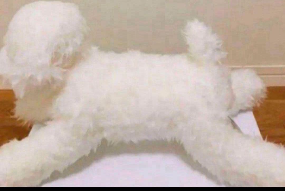 ニニアンドキノ　トイプードル　ぬいぐるみ　ホワイト