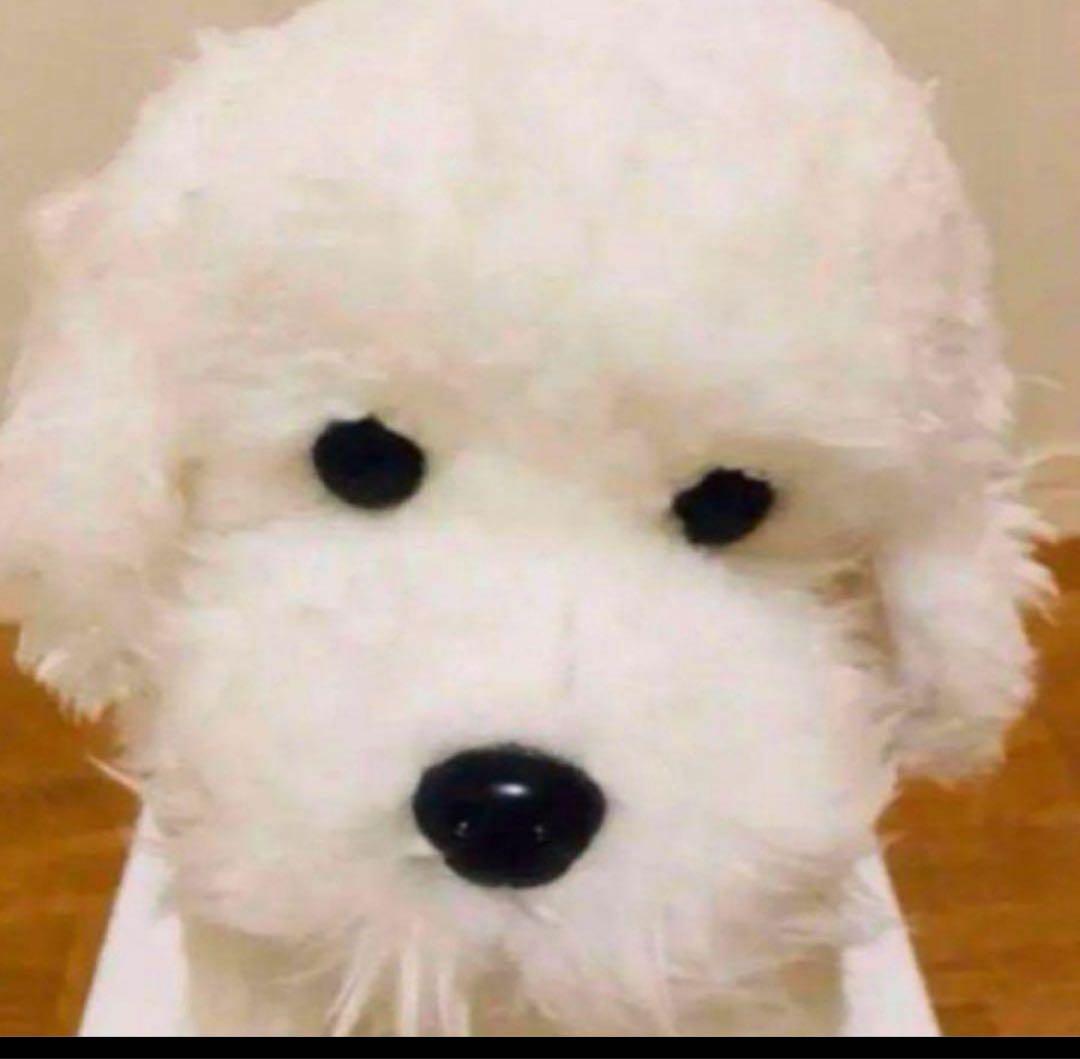 ニニアンドキノ　トイプードル　ぬいぐるみ　ホワイト