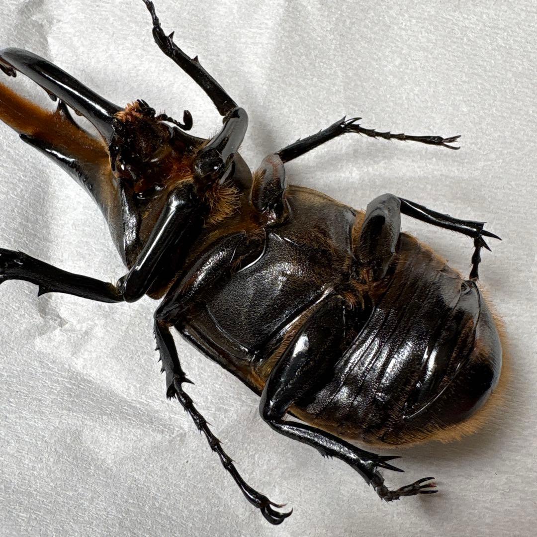 カブトムシ 標本セット 5匹