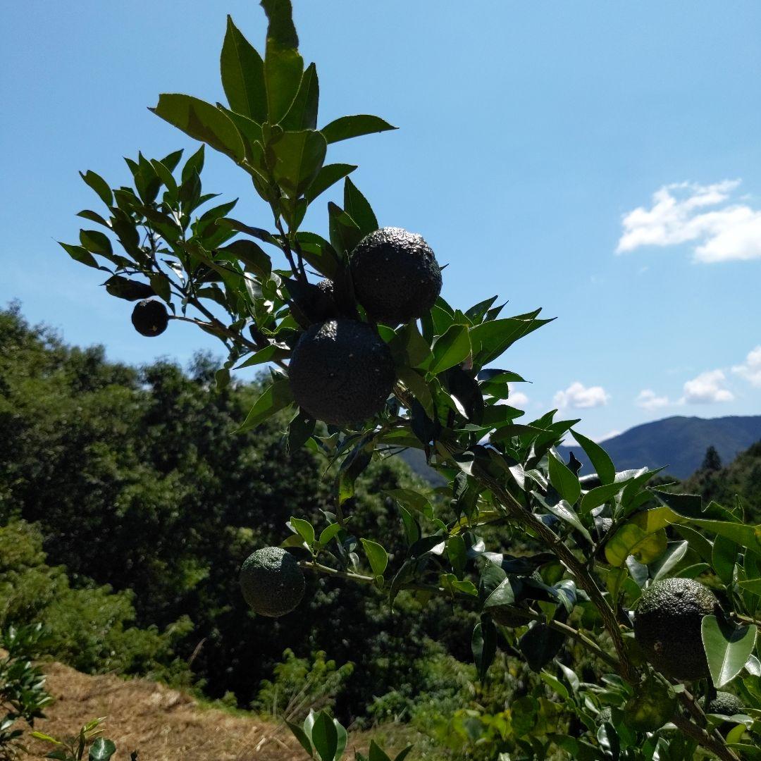 今だけ青柚子２０kg（愛媛県産）。そうめんの薬味、冷奴、刺身、酒、焼酎に◎