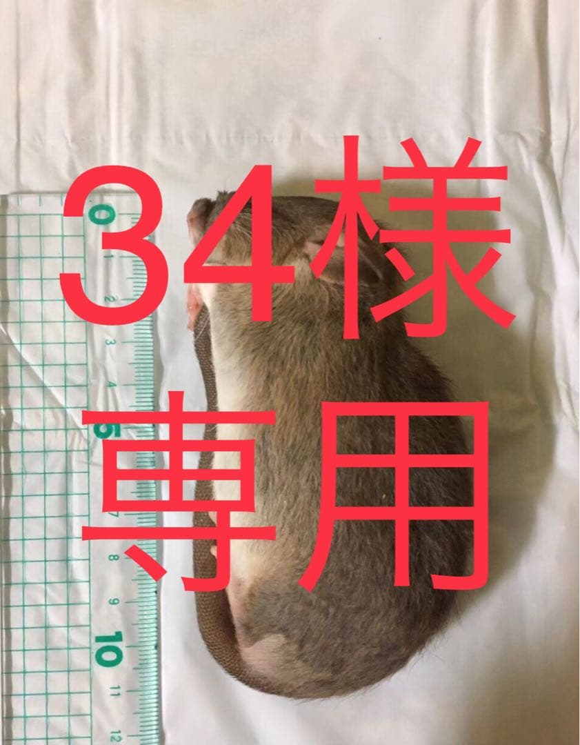 冷凍RF10 SS10 S10 SM10 M10 ML20