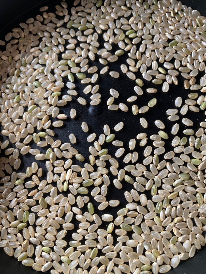 令和7年　つきあかり　玄米　30kg