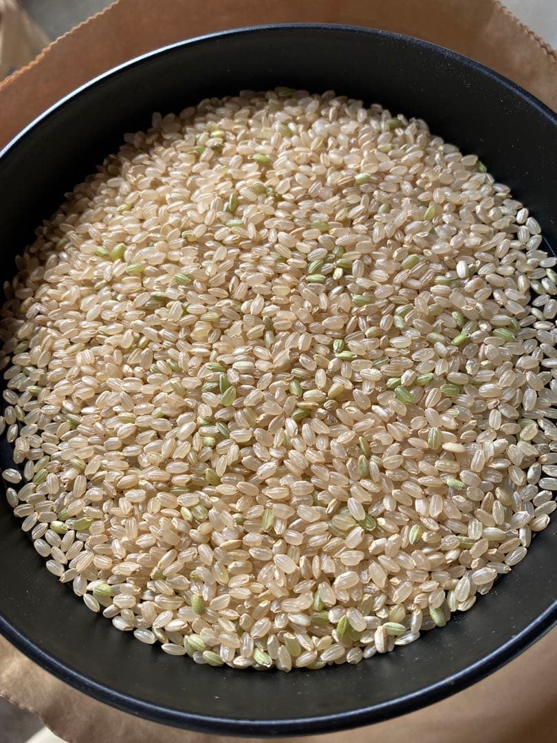 令和7年　つきあかり　玄米　30kg