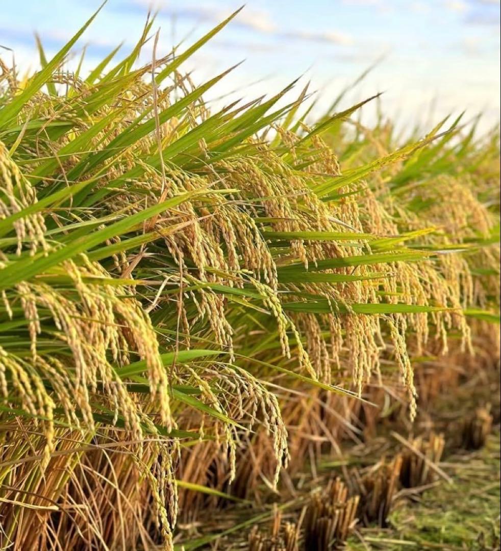 京都府産　コシヒカリ　令和7年度産　30kg 農家直送