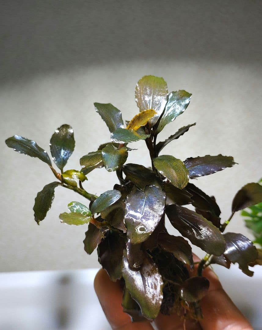 ブセファランドラ・Bucephalandra希少種群生美株セット１セット限定出品