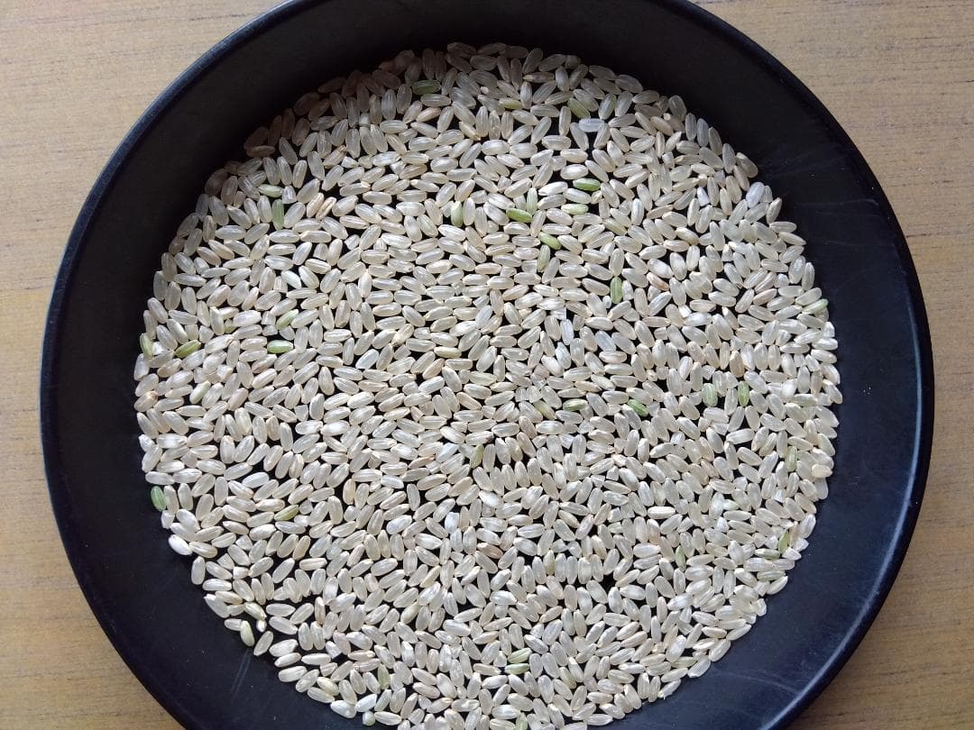 令和6年産　プリンセスサリー　玄米　10㎏　バスマティの香り　岡山県産