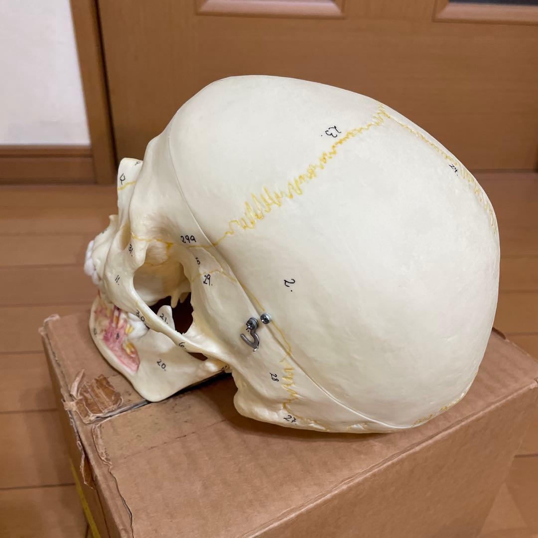 A 22/1 解剖学的頭蓋骨模型 3B