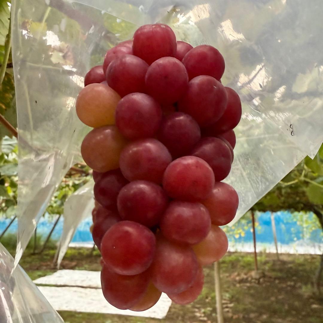 最終値下げ！16日発送！本日お昼12時まで受付【山梨県産】スカーレット 5kg