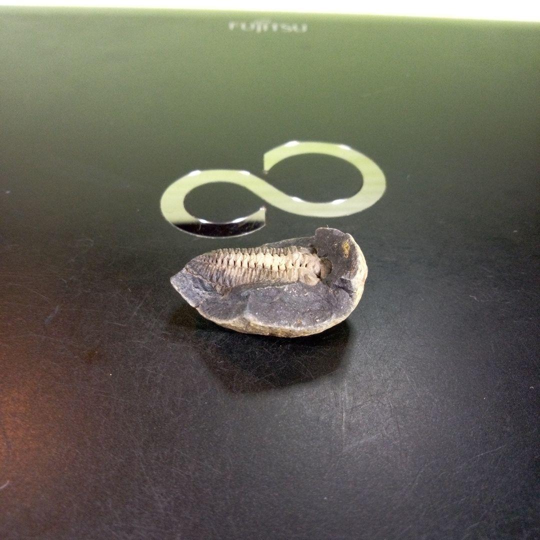 三葉虫　化石　fossil　海　ボリビア産　trilobite　海生動物種別⑩