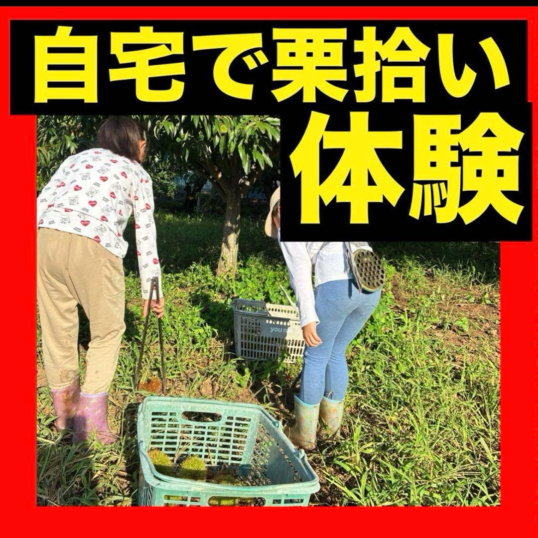 ⑥⓪自宅で栗拾い☘️無農薬生栗★自宅で栗拾い★阿蘇山天然水使用★朝採り発送
