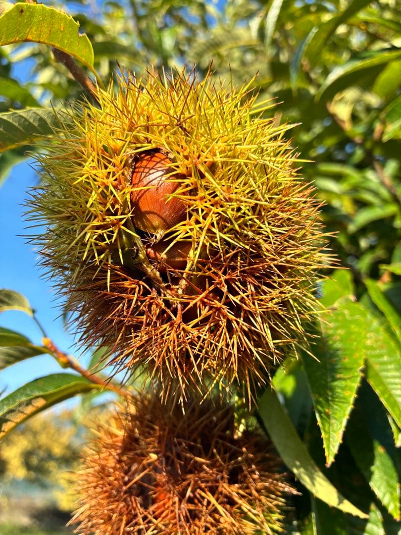 ⑥⓪自宅で栗拾い☘️無農薬生栗★自宅で栗拾い★阿蘇山天然水使用★朝採り発送