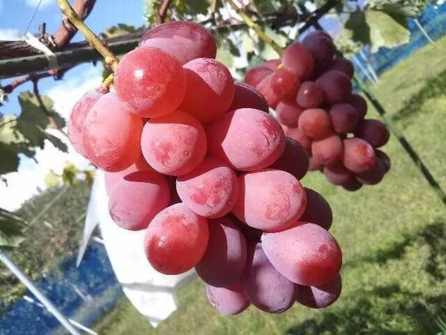 激安【幻の高級ぶどう】クイーンニーナ葡萄（種無し）5kg