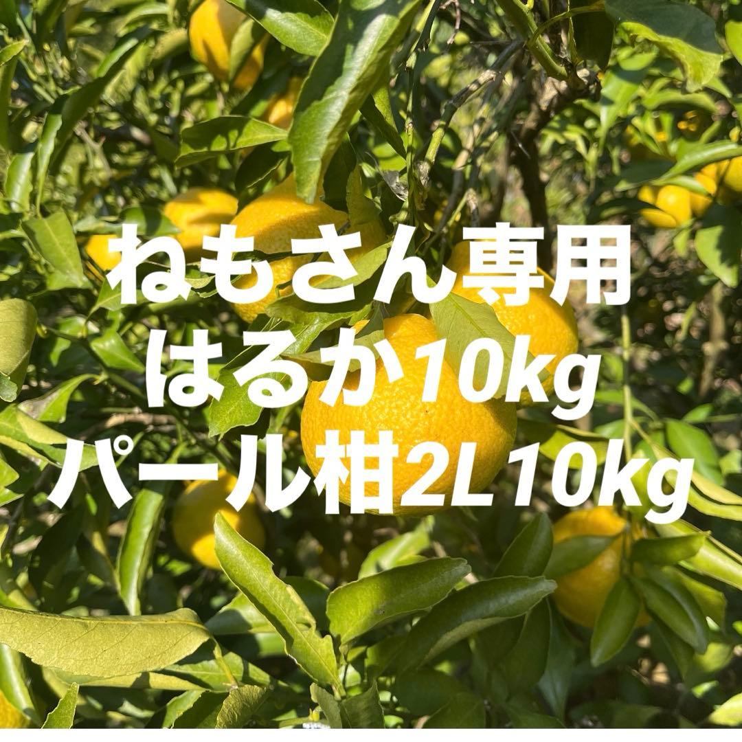 ねもさん専用はるか10kgパール柑2L10kg