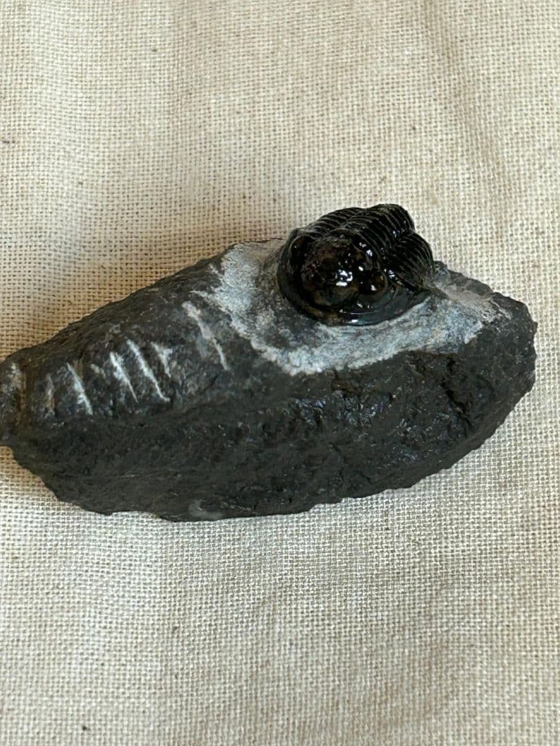 三葉虫モロッコ産⑦ゲラストスGerastos？化石デボン紀