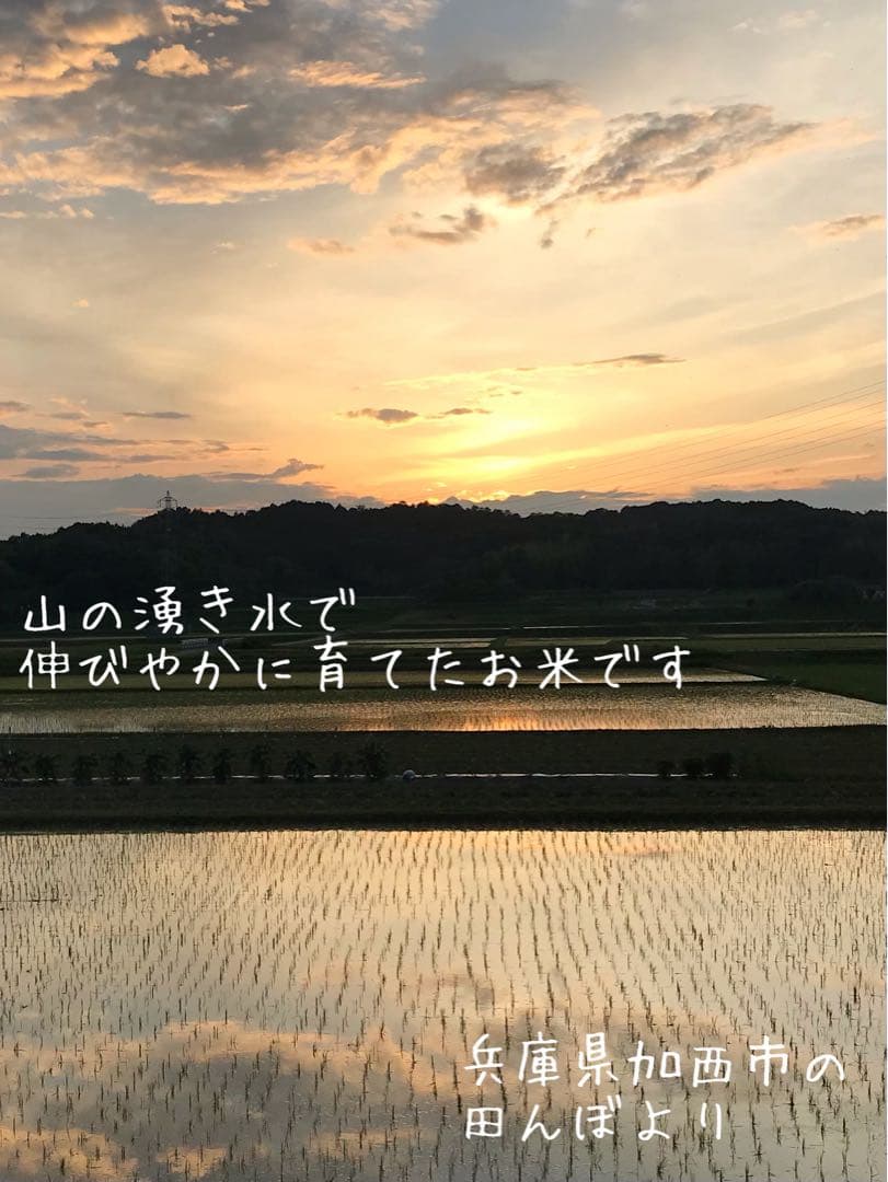 美味★新米 兵庫県産キヌムスメ 20kg(10kg×2)山の湧き水で育てたお米