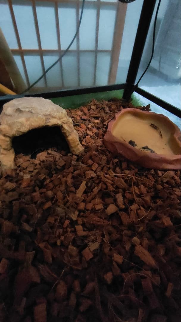 爬虫類飼育設備3点セット(飼育箱+LEDライト+保温球)