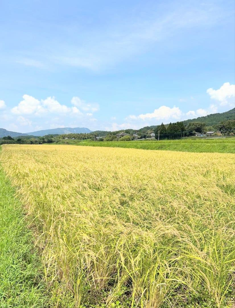 3 R7年 自然栽培米 2品種食べ比べセット10kg（5kg×2）玄米 セット