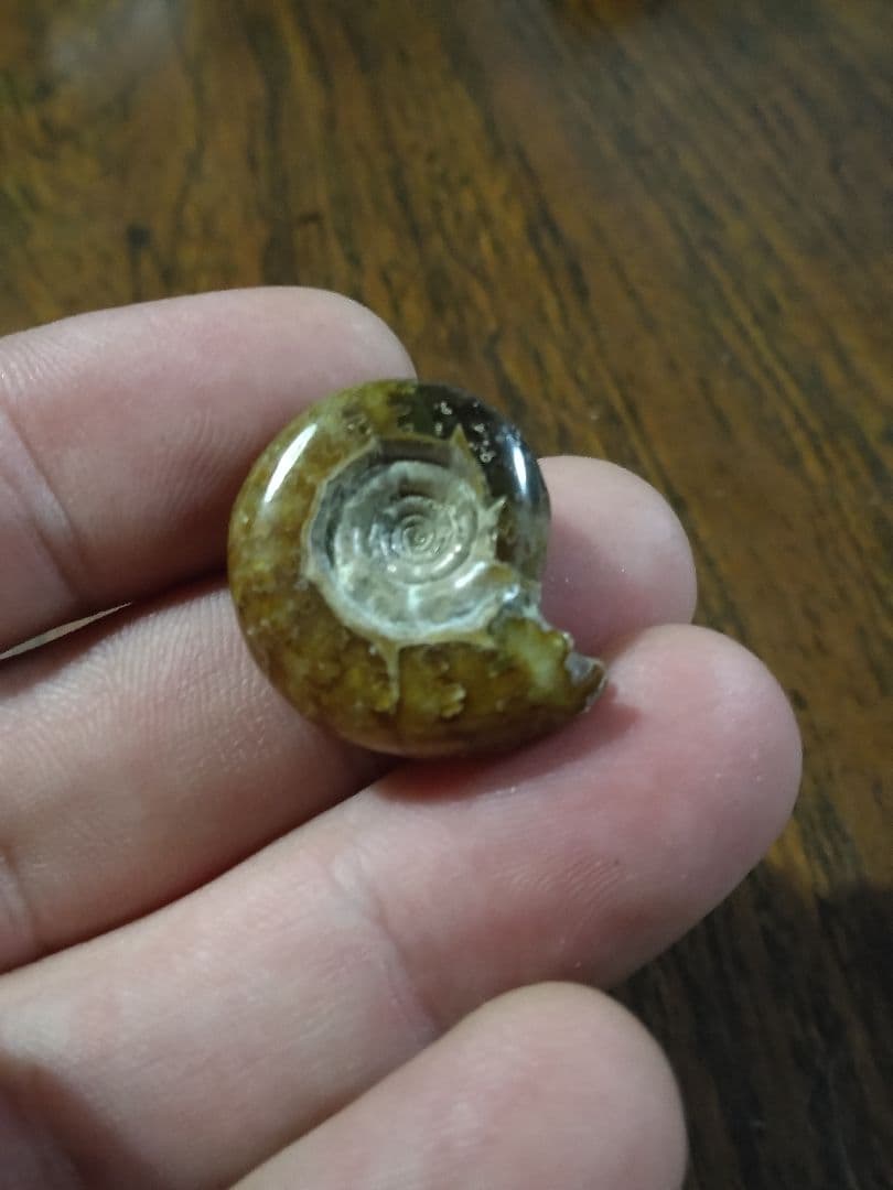 世界のアンモナイト　化石 ヘマタイト　方解石置換