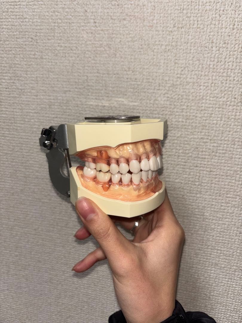 顎模型 歯科用模型セット NISSIN 歯科