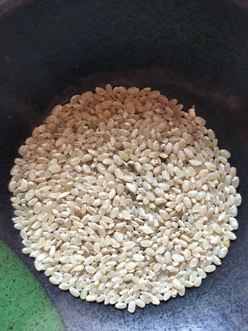 令和7年産 キヌヒカリ玄米20kg